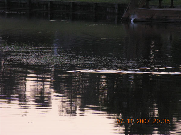 alligator or nutria?